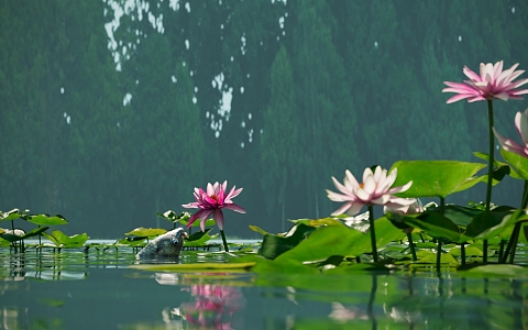 Water lily eating lotus carp lotus carp 3d model