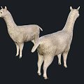 Realistic Llama Models Showing Front And Back Views With Soft Fur Texture 3d model