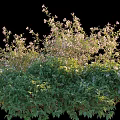 Lush Green Flowering Bush With Dense Foliage And White Blossoms In Garden