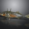 Fish With Brown And Silver Patterns Spikes On Back On Black Background And Reflection
