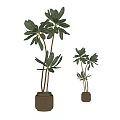 Tall And Short Green Leaf Potted Plants With Brown Stems In Brown Pots