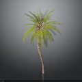 Tall Palm Tree With Green Fronds And Brown Trunk On Gray Background