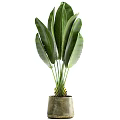 Potted Plants with Large Green Leaves in Concrete Pots for Home Decoration