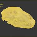 Detailed Isolated Animal Skull With White Bone Structure And Sharp Teeth On Gray Background