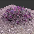Purple Flowers Growing In Gravel With Green Leaves And Small Stones