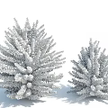 Two Dark Green and Purple Red Shrubs With Snow Covered Foliage in Outdoor Scene