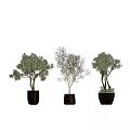 Decorative Bonsai Potted Plants With Black Pots And Various Tree Shapes For Home Decoration