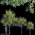 Assorted Decorative Tree Ornaments Set With Green Foliage And Various Sizes