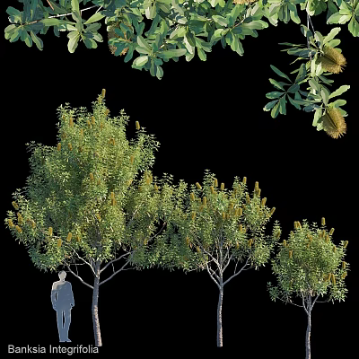 Assorted Decorative Tree Ornaments Set With Green Foliage And Various Sizes 3d model