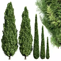 Evergreen Trees with Various Heights and Lush Foliage for Garden Landscaping