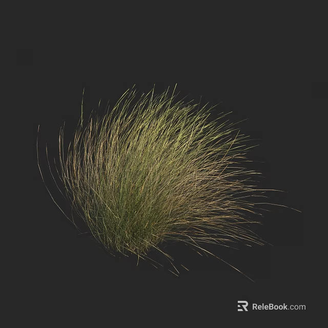 Tall Wispy Decorative Grass With Green And Gold Foliage On Black Background 3d model 