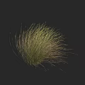 Tall Wispy Decorative Grass With Green And Gold Foliage On Black Background