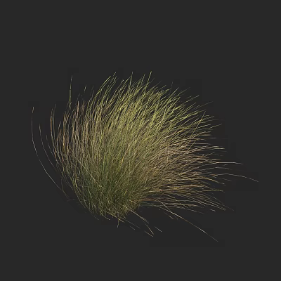 Tall Wispy Decorative Grass With Green And Gold Foliage On Black Background 3d model