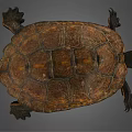 Realistic Brown Turtle With Detailed Textured Shell And Extended Limbs 3d model