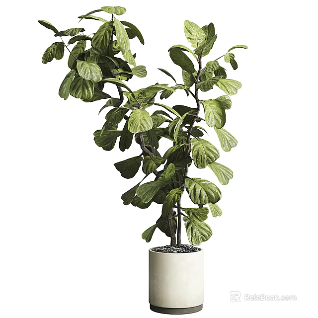 Lush Green Bonsai Plant With Healthy Leaves In White Ceramic Pot For Indoor Home Decoration 3d model 
