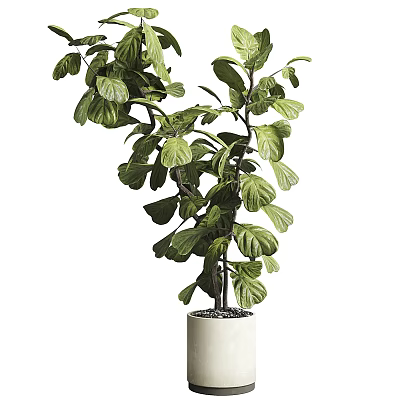 Lush Green Bonsai Plant With Healthy Leaves In White Ceramic Pot For Indoor Home Decoration 3d model