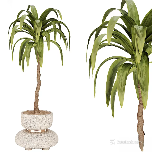 Large Potted Plants With Green Leaves Brown Trunks And White Stone Pots 3d model 