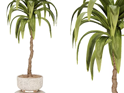 Large Potted Plants With Green Leaves Brown Trunks And White Stone Pots 3d model