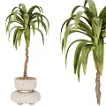 Large Potted Plants With Green Leaves Brown Trunks And White Stone Pots