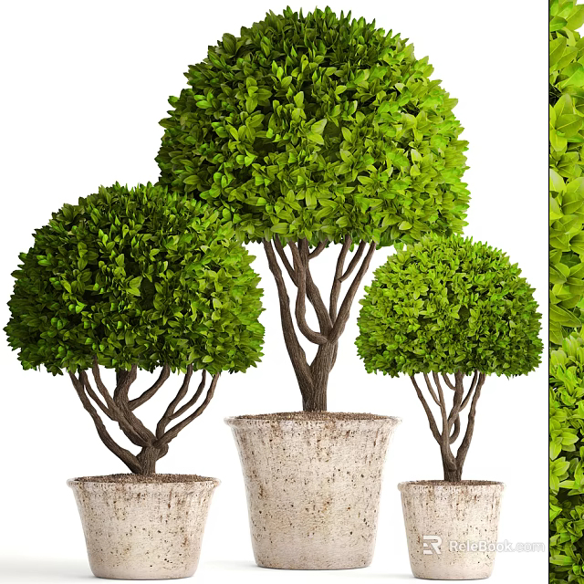 Lush Green Bonsai Trees with Rounded Canopies and Light Colored Pots 3d model 