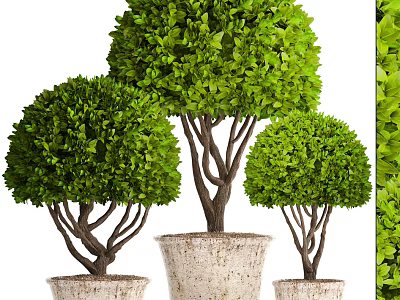 Lush Green Bonsai Trees with Rounded Canopies and Light Colored Pots 3d model
