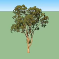 Two Arbor Trees With Green Lush Leaves And Brown Trunks In Natural View