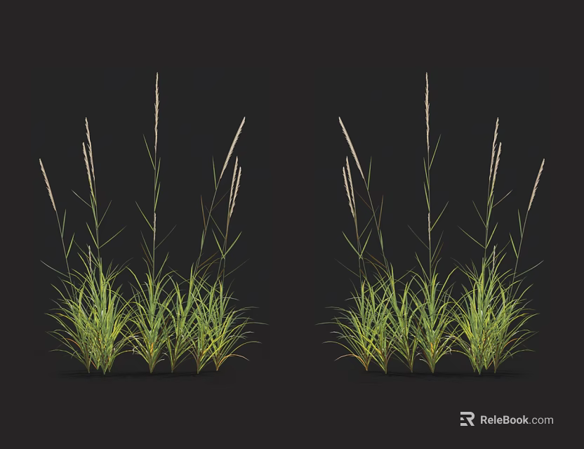 Green Grass Clusters with Long Stems and Spikes on Black Background 3d model 