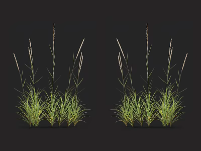 Green Grass Clusters with Long Stems and Spikes on Black Background 3d model