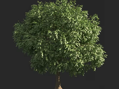 Lush Green Arbor With Dense Foliage And Brown Trunk On Dark Background 3d model