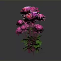 Vibrant Flowering Plants With Pink Red Blooms Green Leaves Stems And Reflections On Dark Background