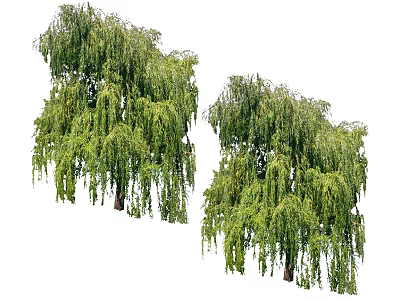 Two Graceful Willow Trees With Lush Green Leaves And Hanging Branches 3d model