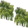 Two Graceful Willow Trees With Lush Green Leaves And Hanging Branches