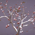 Red Fruits on Snow Covered Tree Branches with White Snow Accents and Fresh Berries