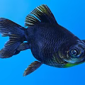 Stunning Black Goldfish With Big Eyes Swimming In Clear Blue Water Background