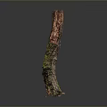 Green Moss Plant Growing On Weathered Wood With Natural Texture And Earthy Tones