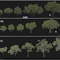 Arbor Collection Featuring Winter Cypress Red Flower Locust Tree Form Albizia And Other Varieties