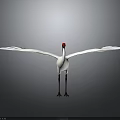 White Crane With Red Crown Spreading Wings Standing on Smooth Ground Against Gray Background 3d model