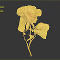 Withered Dried Rose with Orange Red Petals Dried Leaves and Red Stem in Dark Background