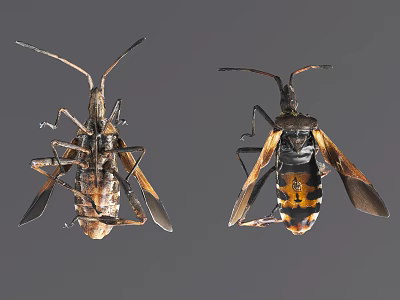 Flying Insects Two Specimens With Detailed Wing Structure And Orange Yellow Markings On Gray Background 3d model