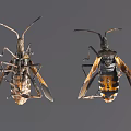 Flying Insects Two Specimens With Detailed Wing Structure And Orange Yellow Markings On Gray Background