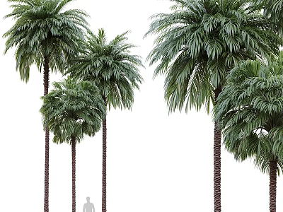 Tall Palm Trees With Lush Green Fronds In Natural Outdoor Setting 3d model