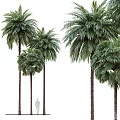Tall Palm Trees With Lush Green Fronds In Natural Outdoor Setting