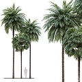 Modern Tree Plants Trees Landscape Trees Green Planting Trees Outdoor Park Green Planting 3d model