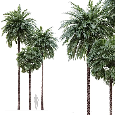 Tall Palm Trees With Lush Green Fronds In Natural Outdoor Setting 3d model