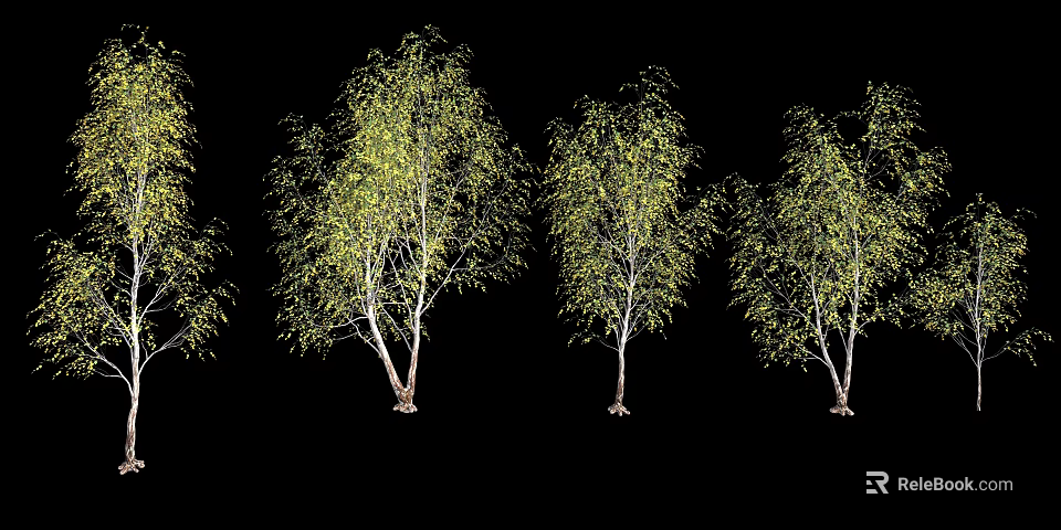Birch Trees As Decorative Landscape Plants With White Trunks And Yellow Green Foliage 3d model 