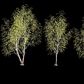 plant autumn tree 3d model