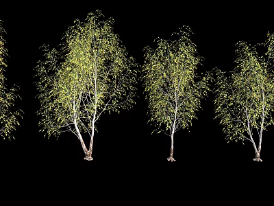 Birch Trees As Decorative Landscape Plants With White Trunks And Yellow Green Foliage 3d model
