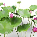 lotus lotus water lily aquatic plant water zhijunzi flower guanyinlian water hibiscus water plant aquatic organism 3d model