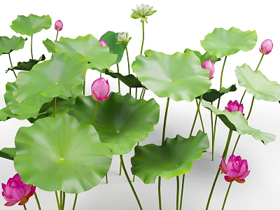 Aquatic Plants Lotus With Lush Green Leaves And Pink Flowers 3d model Aquatic Plants Lotus With Lush Green Leaves And Pink Flowers 3d model
