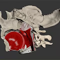 Human Skeleton Anatomical Model With Red Spinal Structure And Bone Details